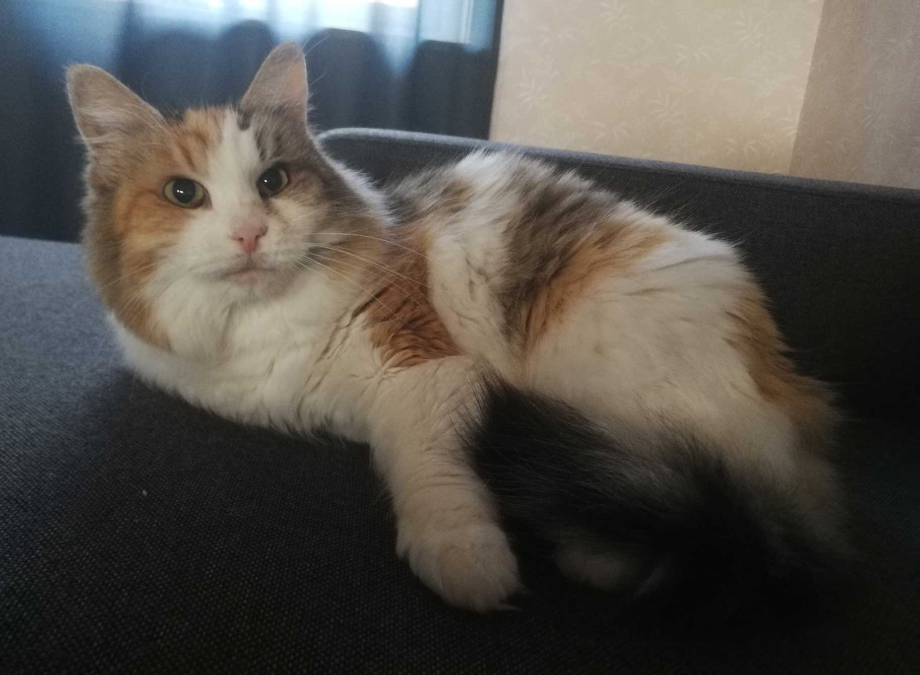Sibirisk katt Colbie