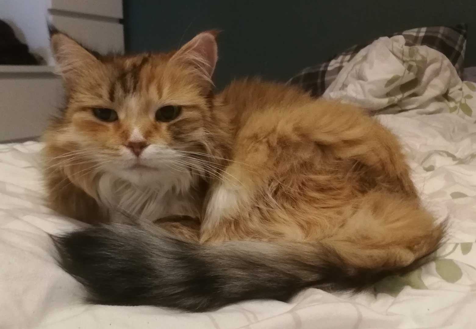 Sibirisk katt Dani