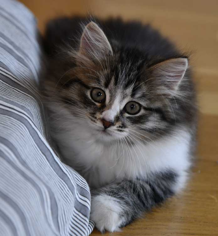 Sibirisk kattunge Jed