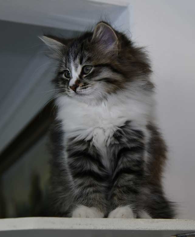 Sibirisk kattunge Jed
