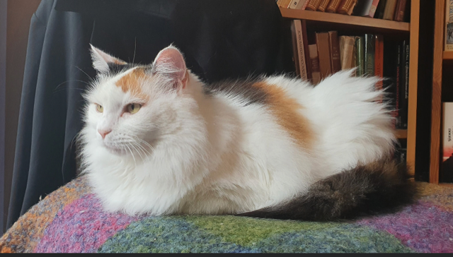 Sibirisk katt Iras