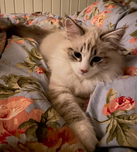 Neva Masquerade kattunge Hermann