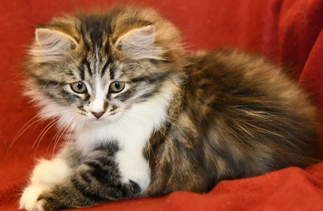sibirisk kattunge Jed