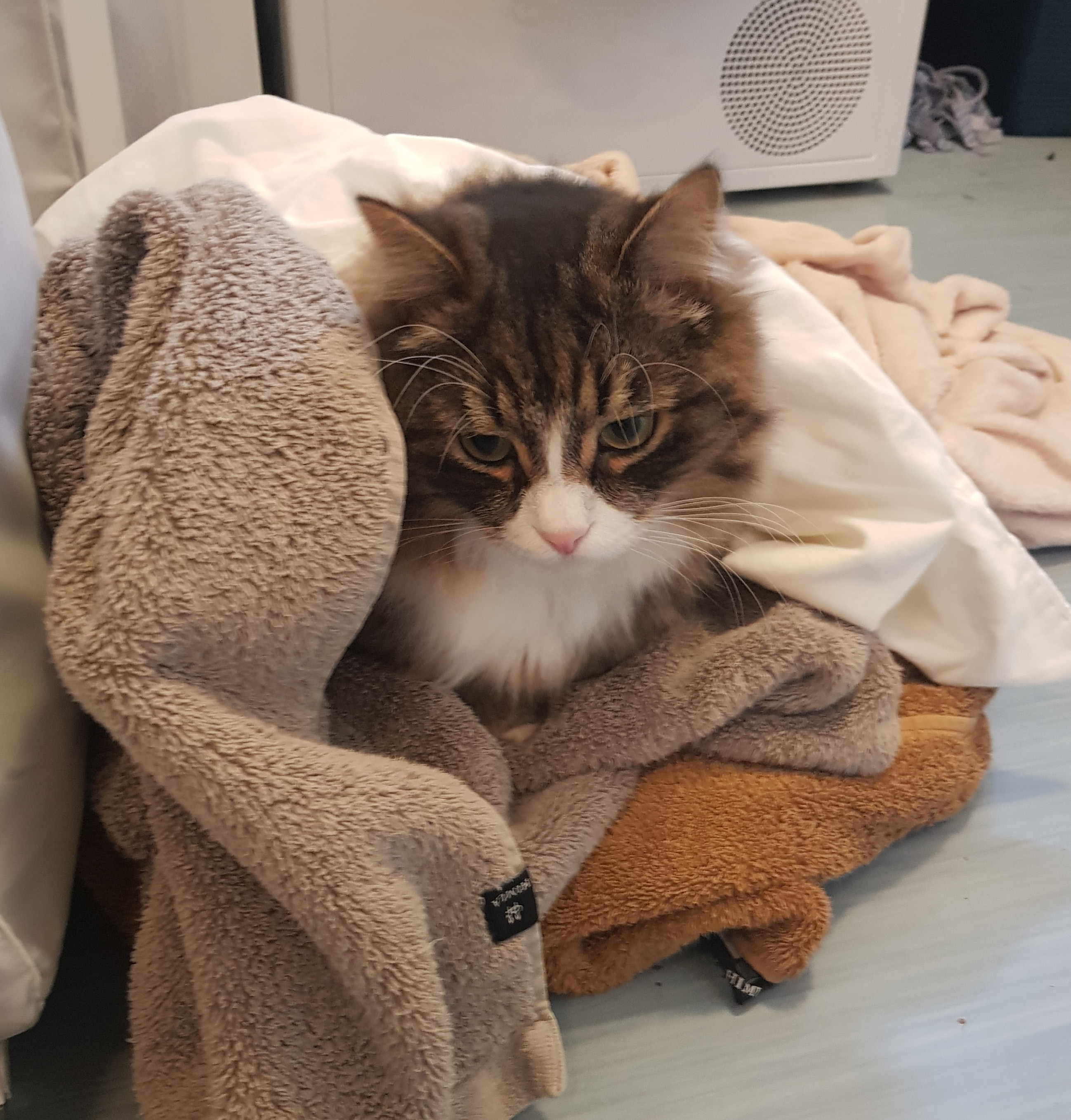 Sibirisk katt Zeno
