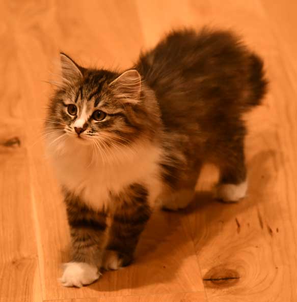Sibirisk kattunge Jed