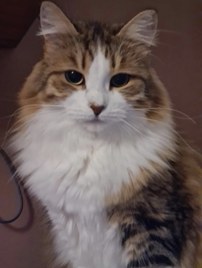Sibirisk katt Valina