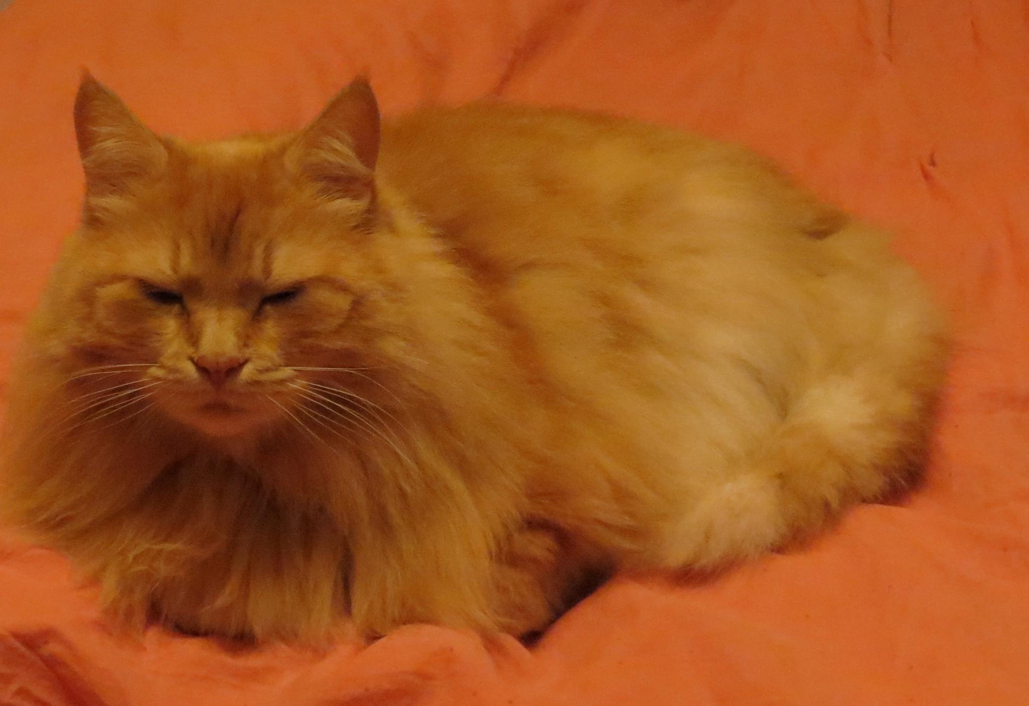 Sibirisk katt Hercules