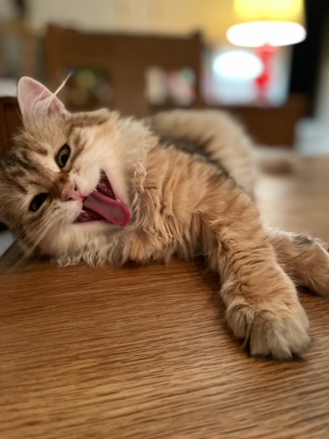 Sibirisk kattunge Indi