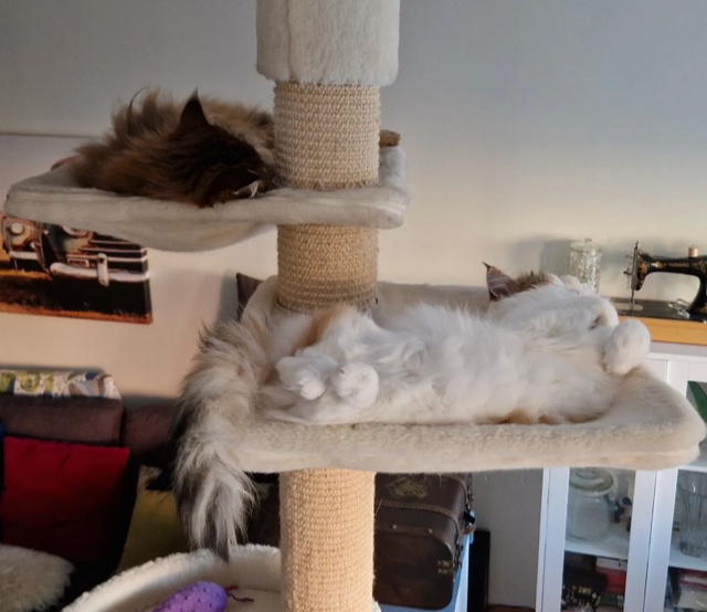 Sibirisk katt Nymphe o Orinda
