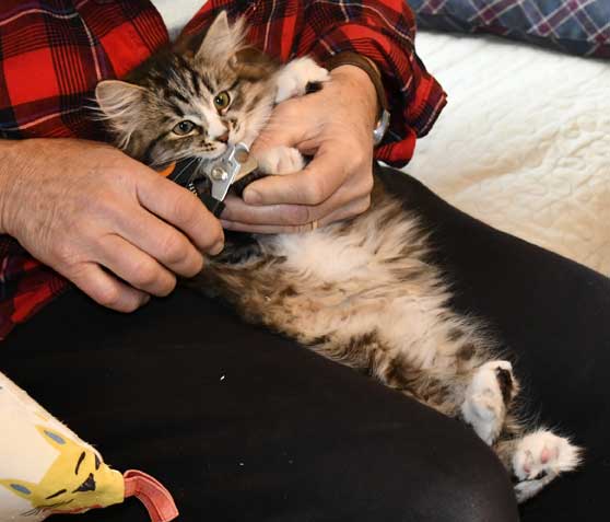Sibirisk kattunge Jed
