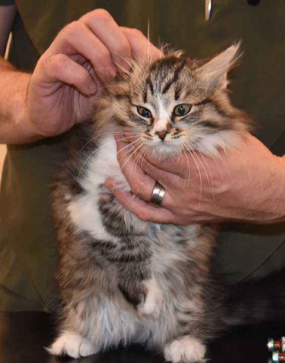 Sibirisk kattunge Jed