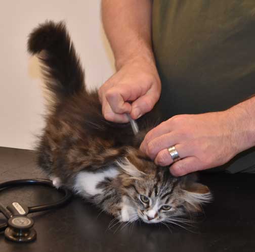 Sibirisk kattunge Jed