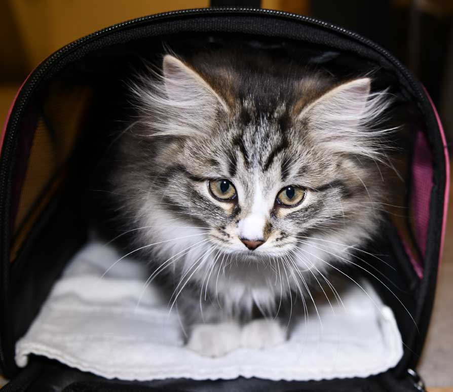 Sibirisk kattunge Jed