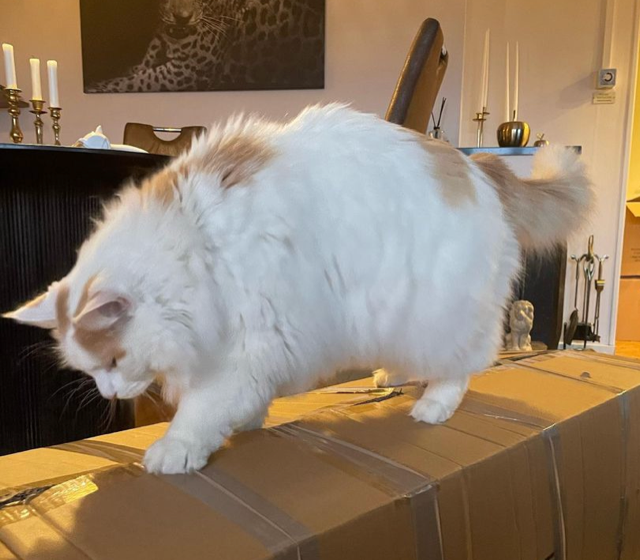 Sibirisk katt Hermes