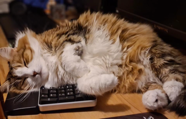 Sibirisk katt Valina
