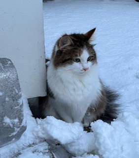Sibirisk katt Edda