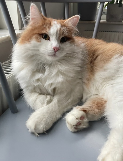 Sibirisk katt Elvis