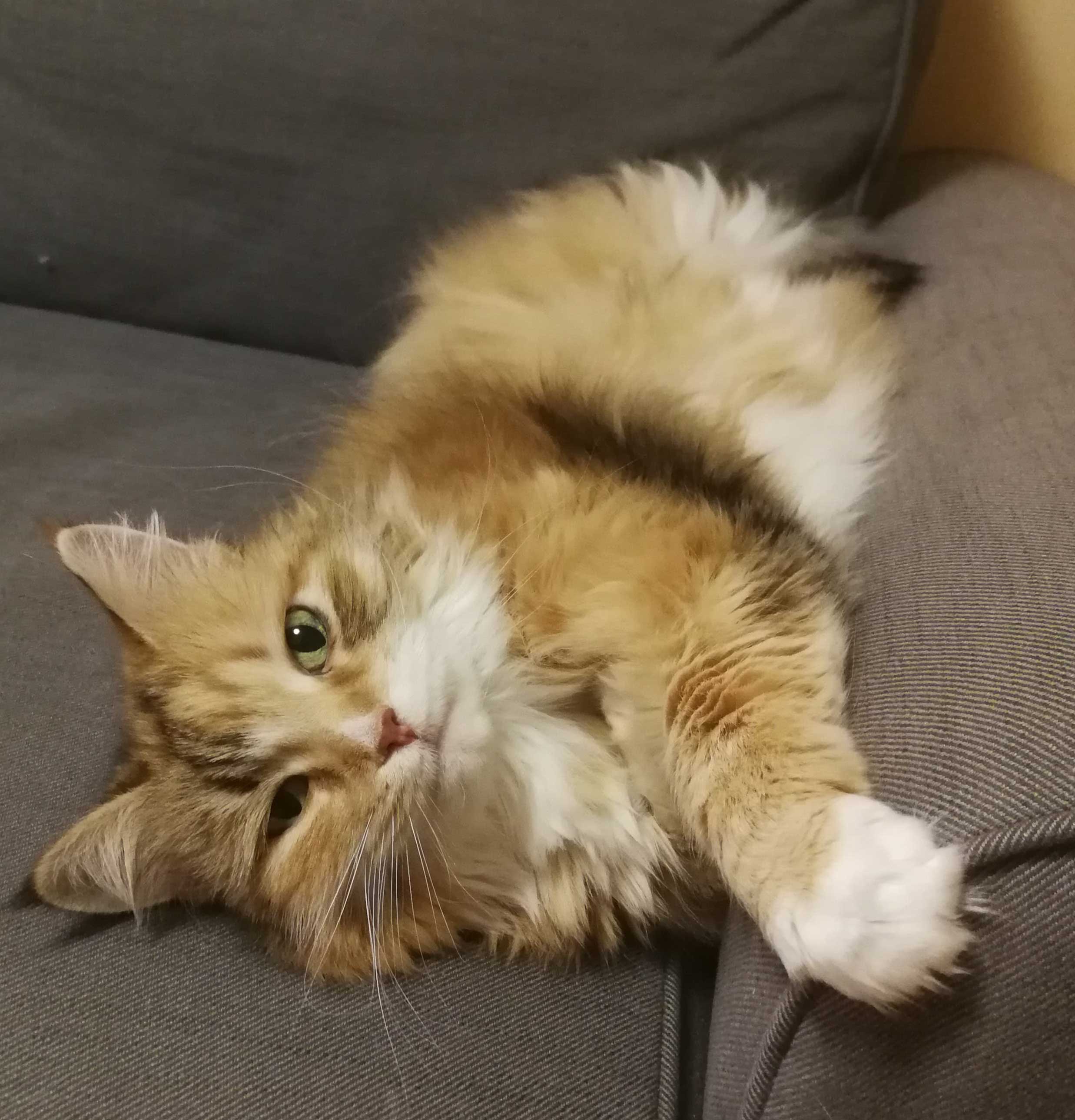 Sibirisk katt Dani