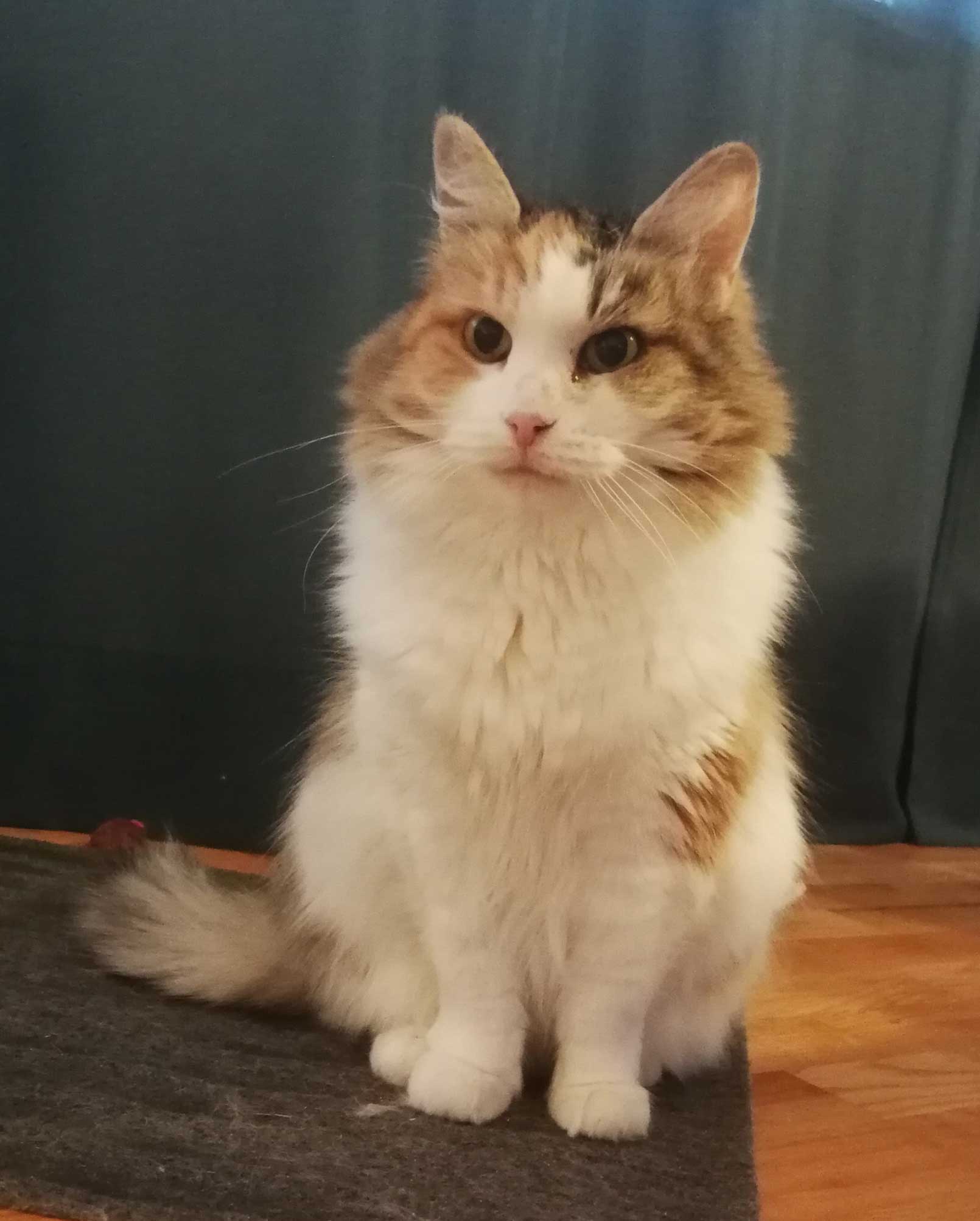 Sibirisk katt Colbie