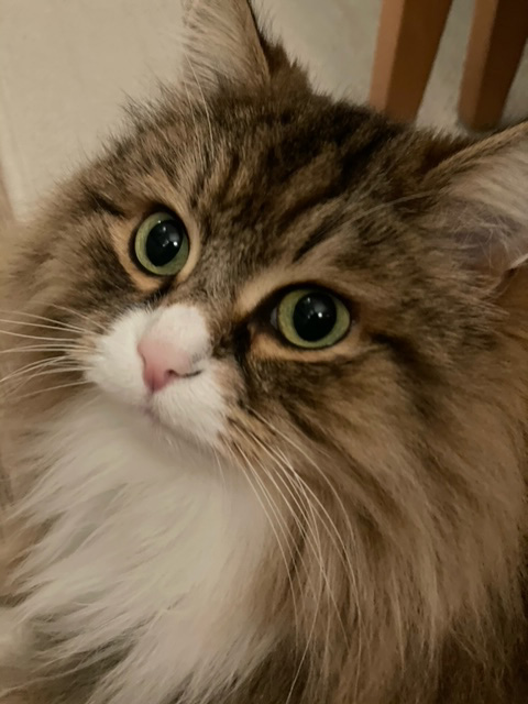 Sibirisk katt Fox