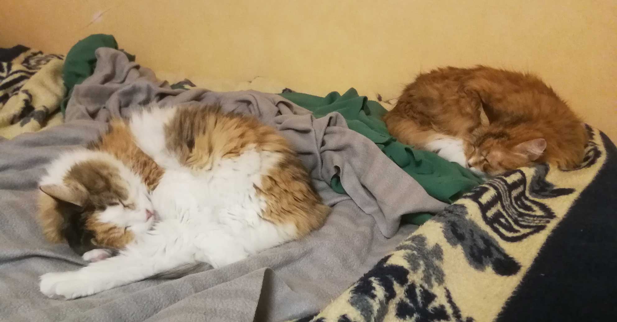 Sibiriska katter Dani och Colbie