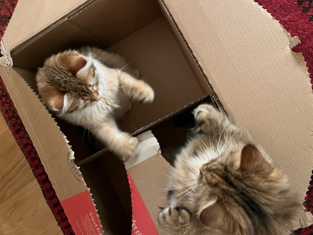 Sibirisk katt Yanai o Indi