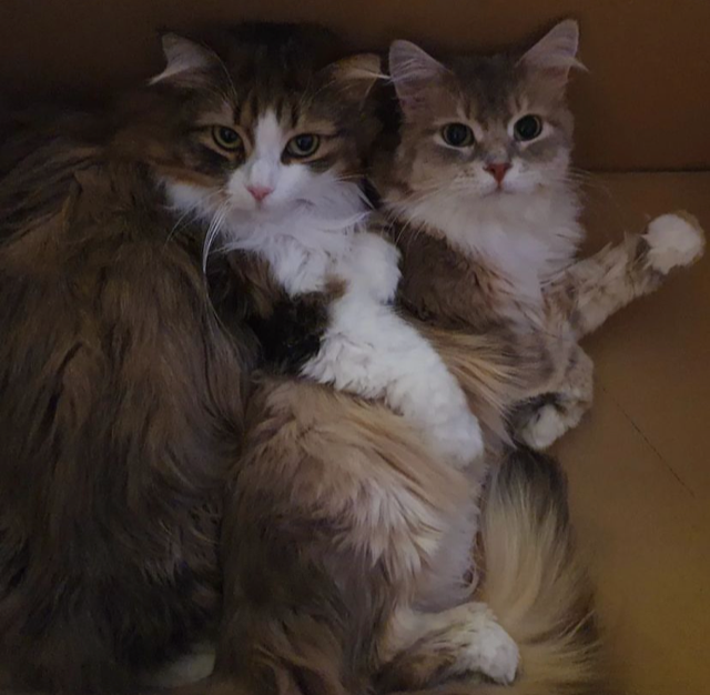 Sibirisk katt Salsa o Utopia