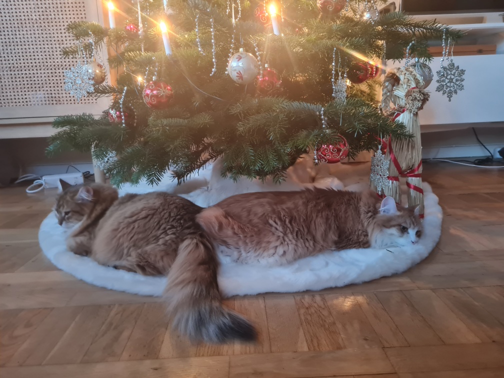 Sibirisk katt Ukko o Floretina