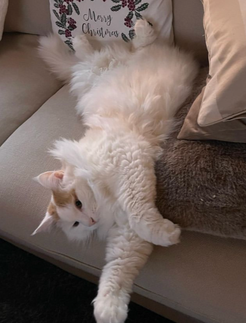 Sibirisk katt Hermes
