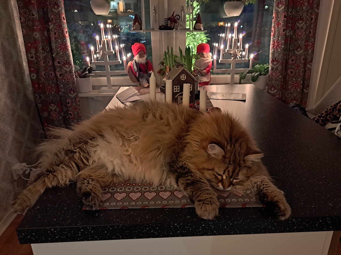 Sibirisk katt Styx
