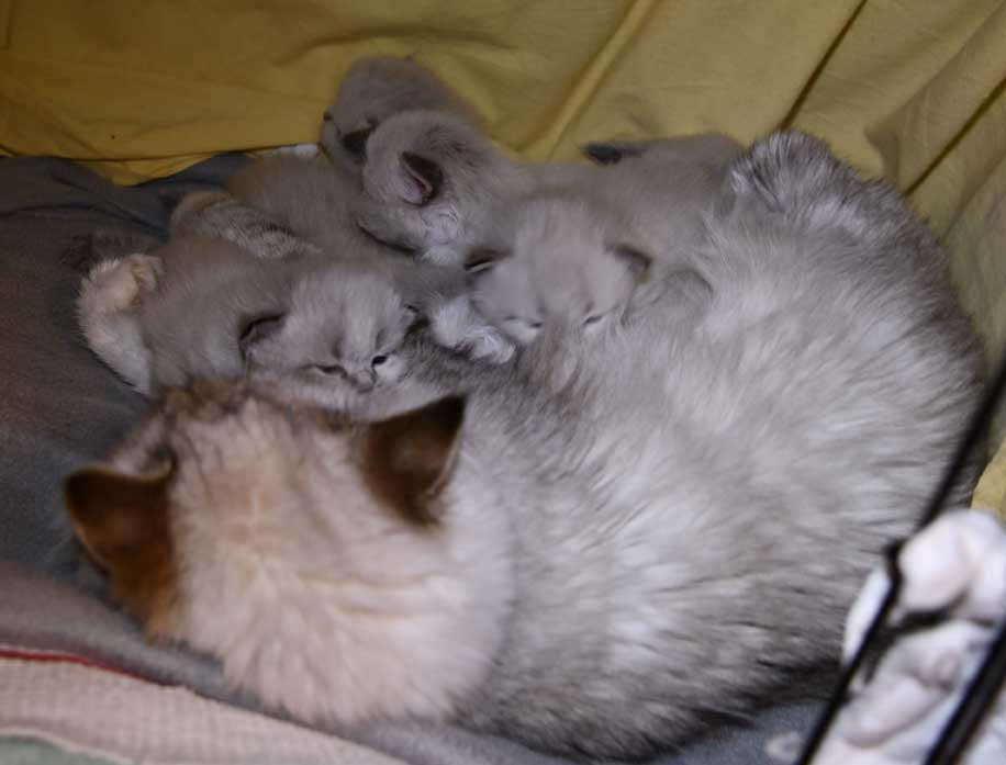 Neva Masquerade kattungar K3-kull