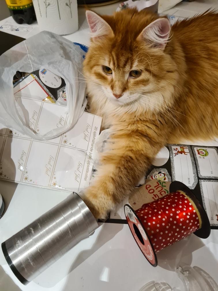 Sibirisk katt Ferrari