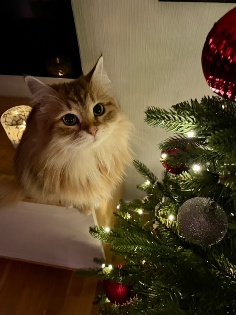 Sibirisk katt Yoko