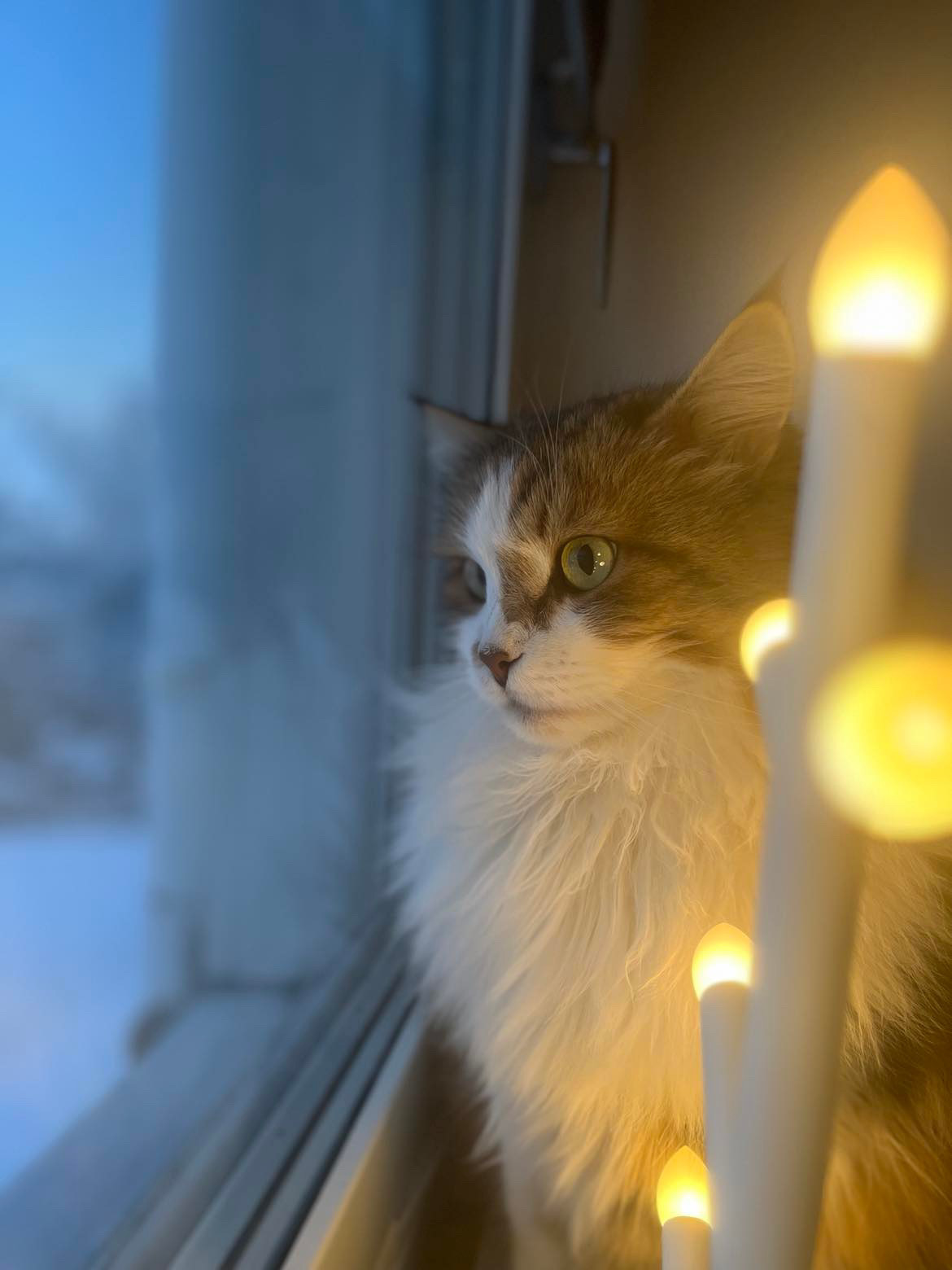 Sibirisk katt Ricco