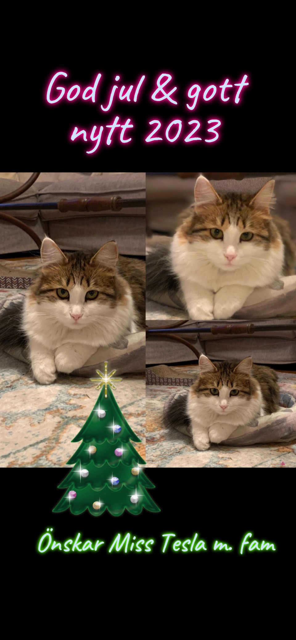 Sibirisk katt Gloria