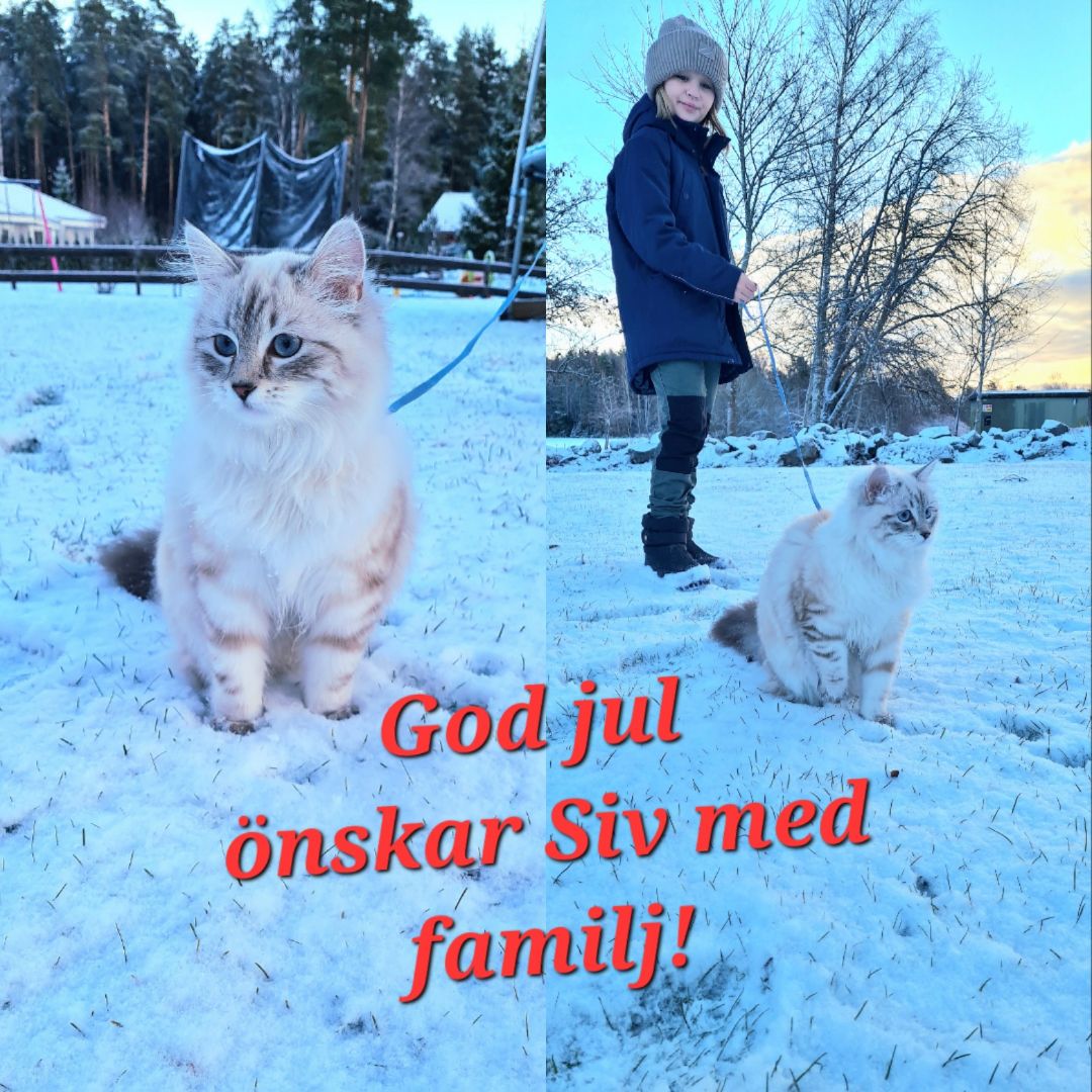 Neva Masquerade katt Hilkka