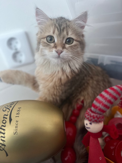 Sibirisk kattunge Indi