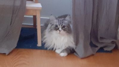 Neva Masquerade katt Vladimir