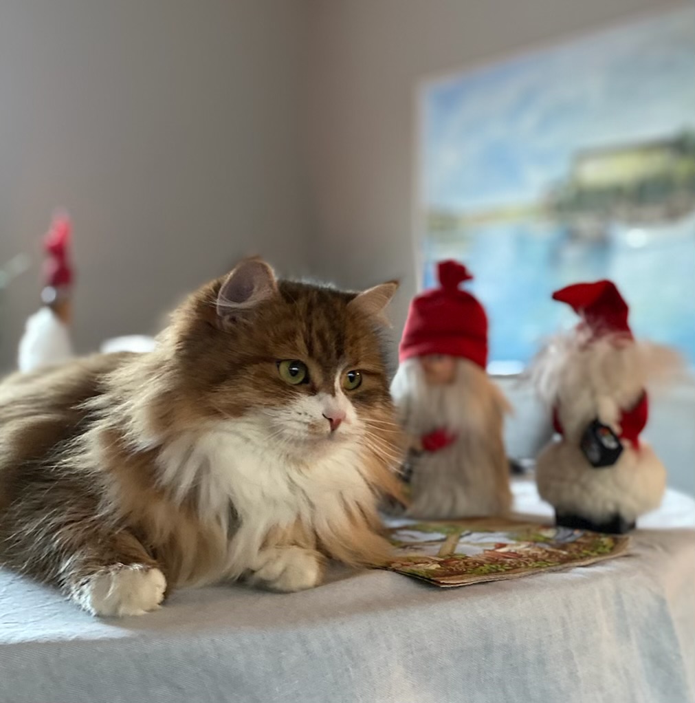 Sibirisk katt Fortuna