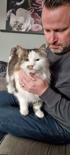 Sibirisk katt Baker