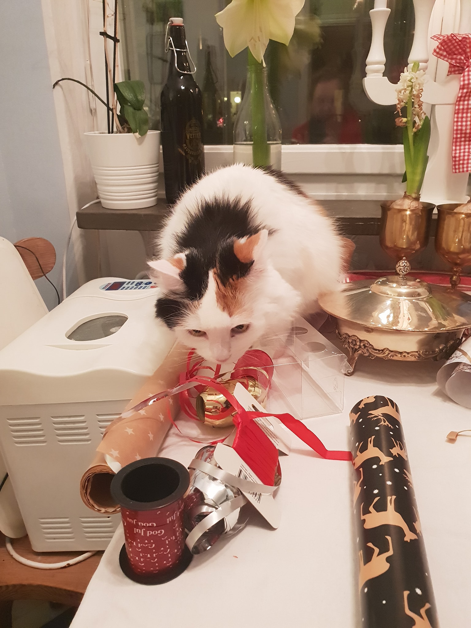 Sibirisk katt Iras