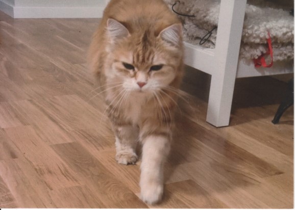 Sibirisk katt Marilyn