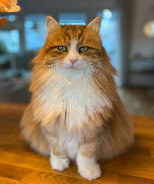 Sibirisk katt Ueta