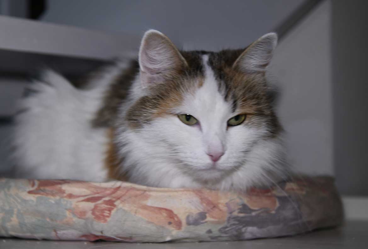 Sibirisk katt Tracie