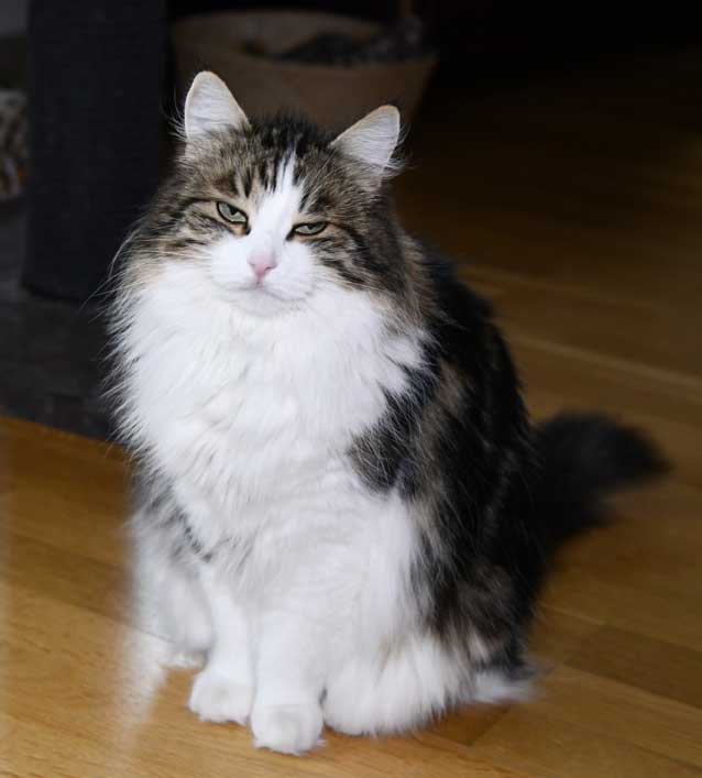 Sibirisk katt Vickie