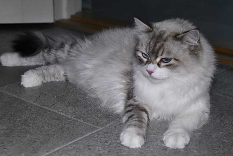Neva Masquerade katt Whiffi