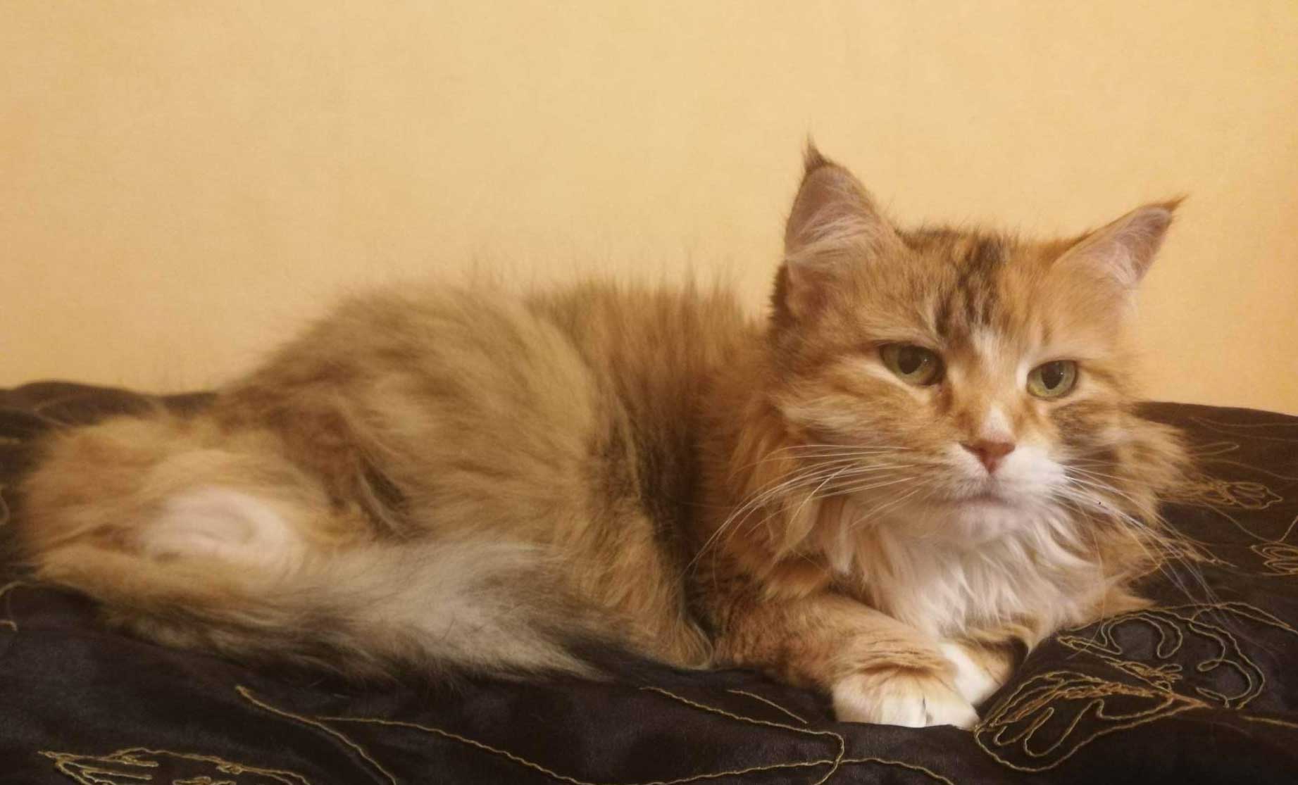 Sibirisk katt Dani