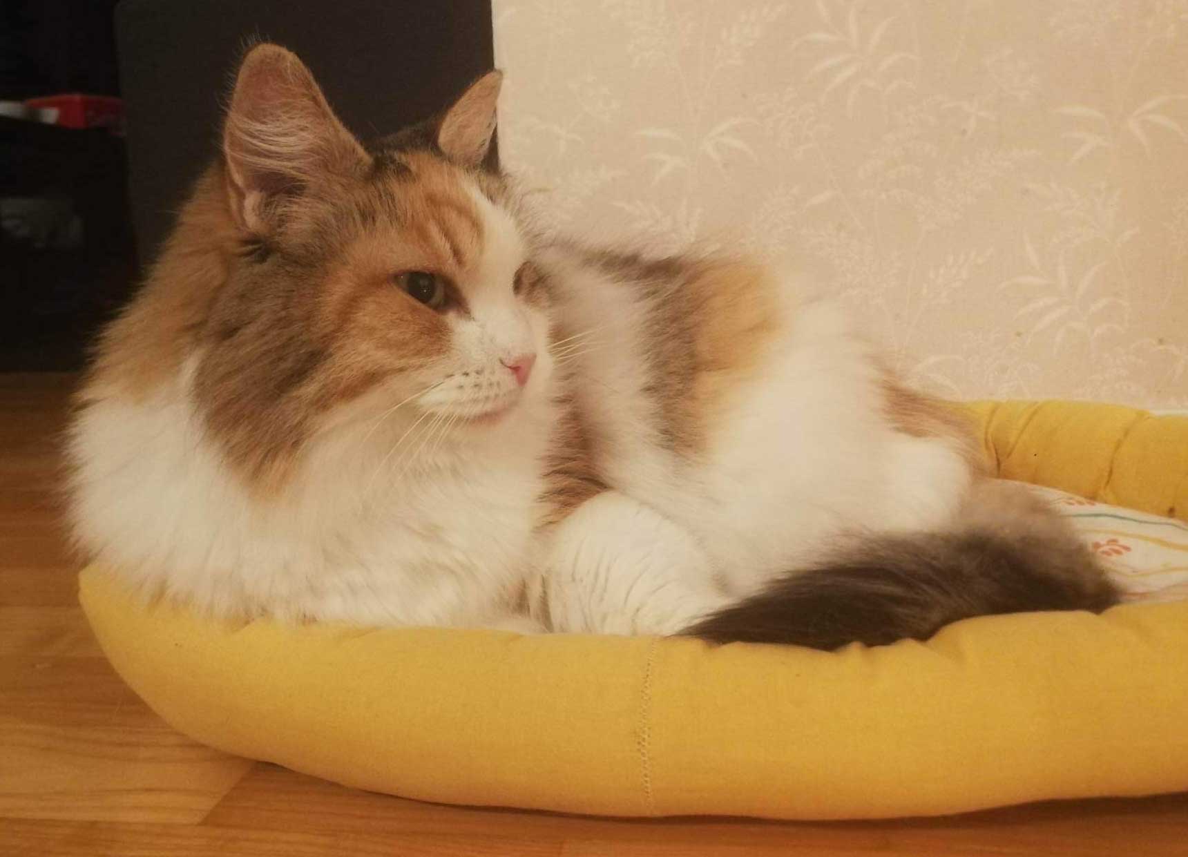 Sibirisk katt Colbie