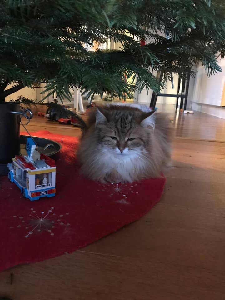 Sibirisk katt Ul
