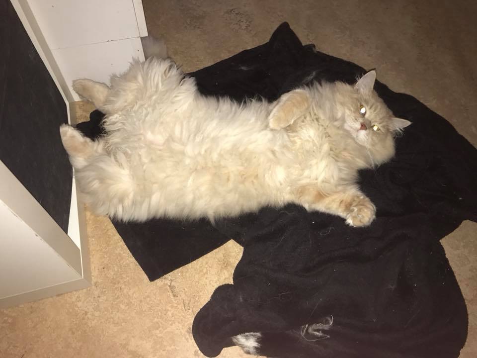 sibirisk katt Boris